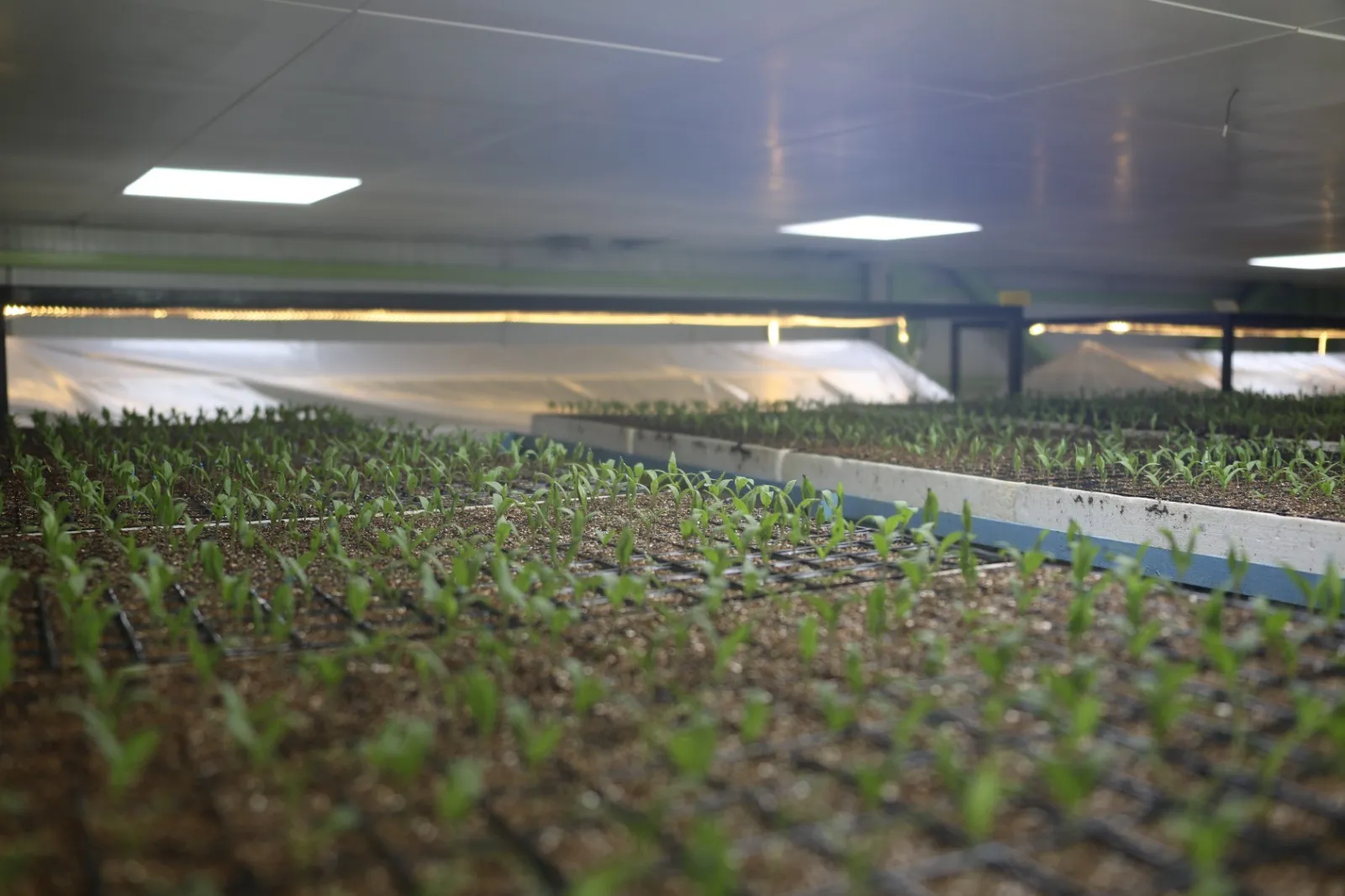 Manşet: ELAZIĞ BELEDİYESİ’NDEN CİP JEOTERMAL SERA SAHASI’NDA ÖRNEK ÜRETİM