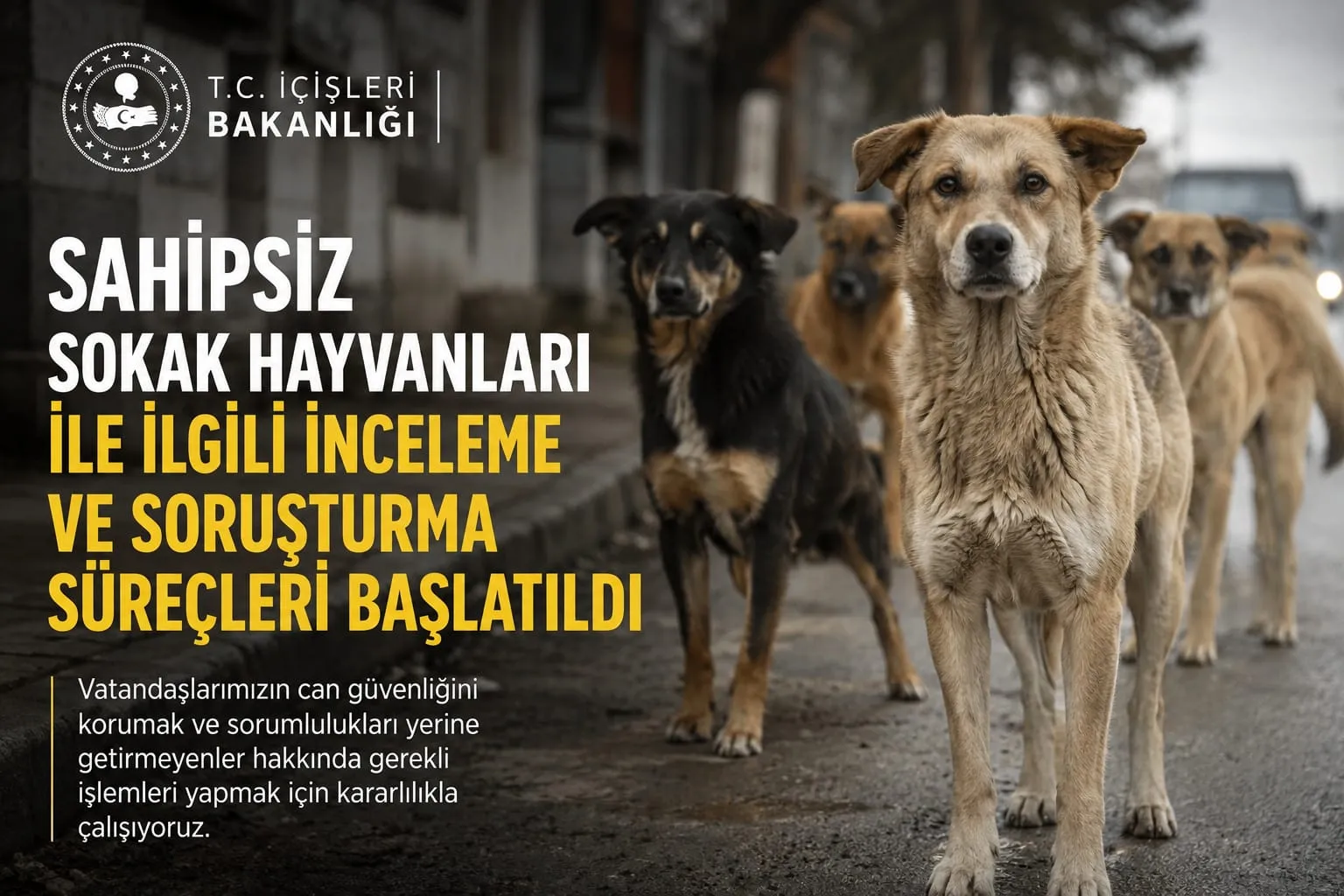 Manşet: SAHİPSİZ KÖPEK SALDIRILARI SONRASI ÜÇ BELEDİYE BAŞKANI HAKKINDA SORUŞTURMA SÜRECİ BAŞLATILDI