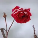 Nur KARABULUT